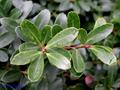 راج ، box-leaved holly